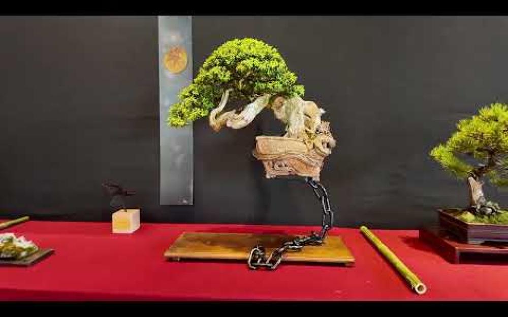 Exposition Bonsaï et Suiseki, château de Biron 2026