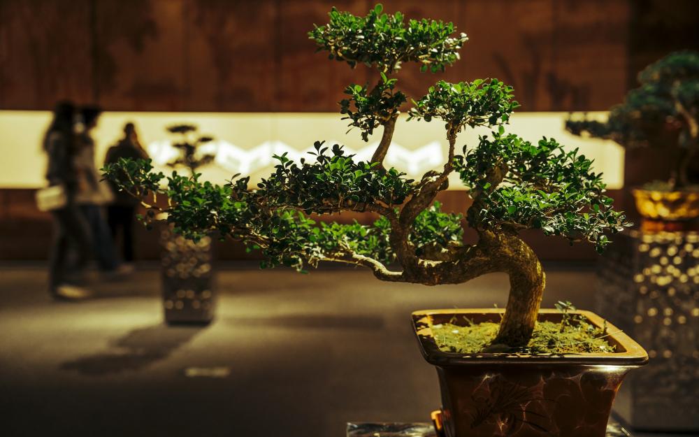 Un petit arbre en pot, lumière douce