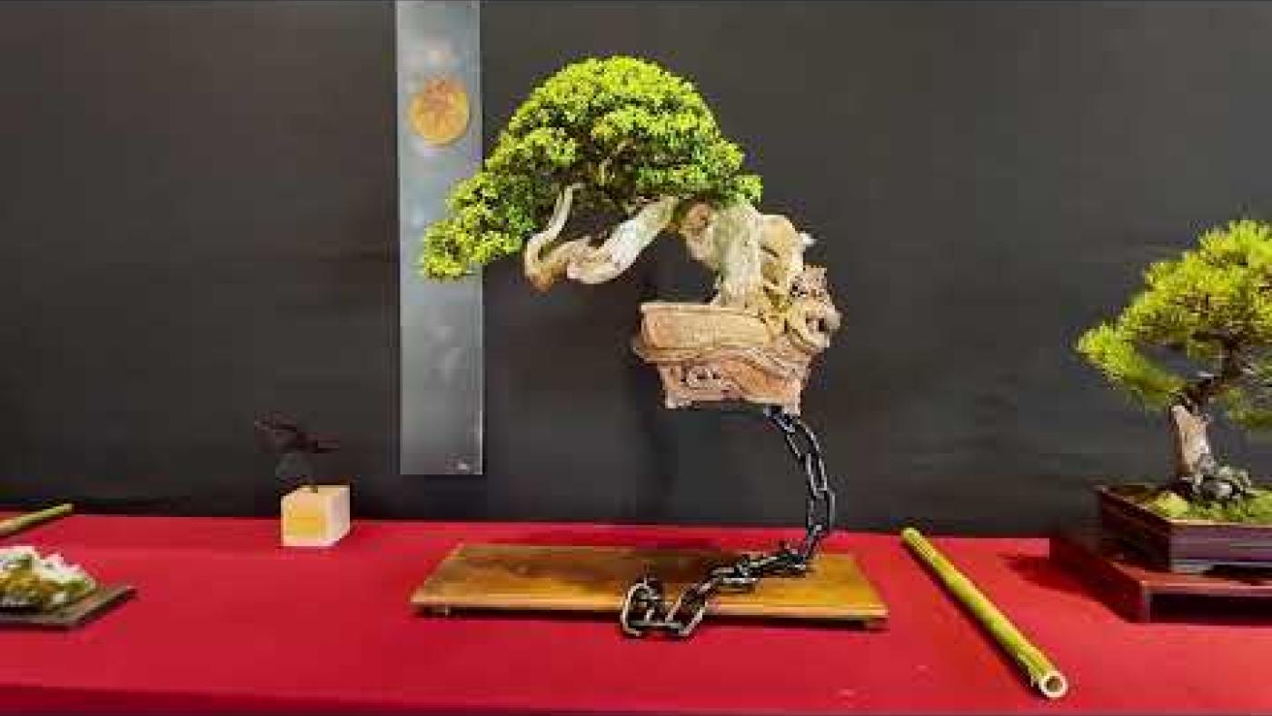 Exposition Bonsaï et Suiseki, château de Biron 2026