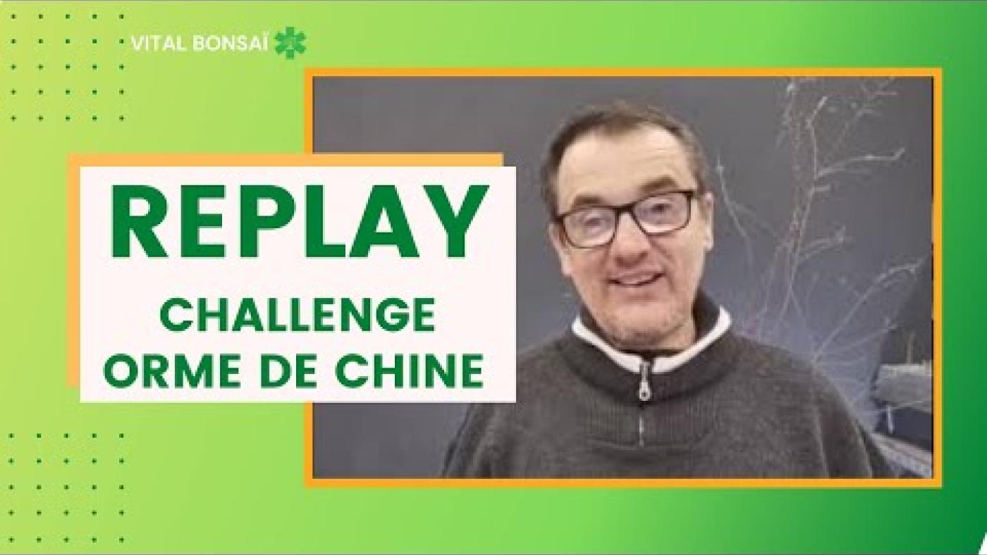 Un orme de Chine, du départ à l'arbre formé