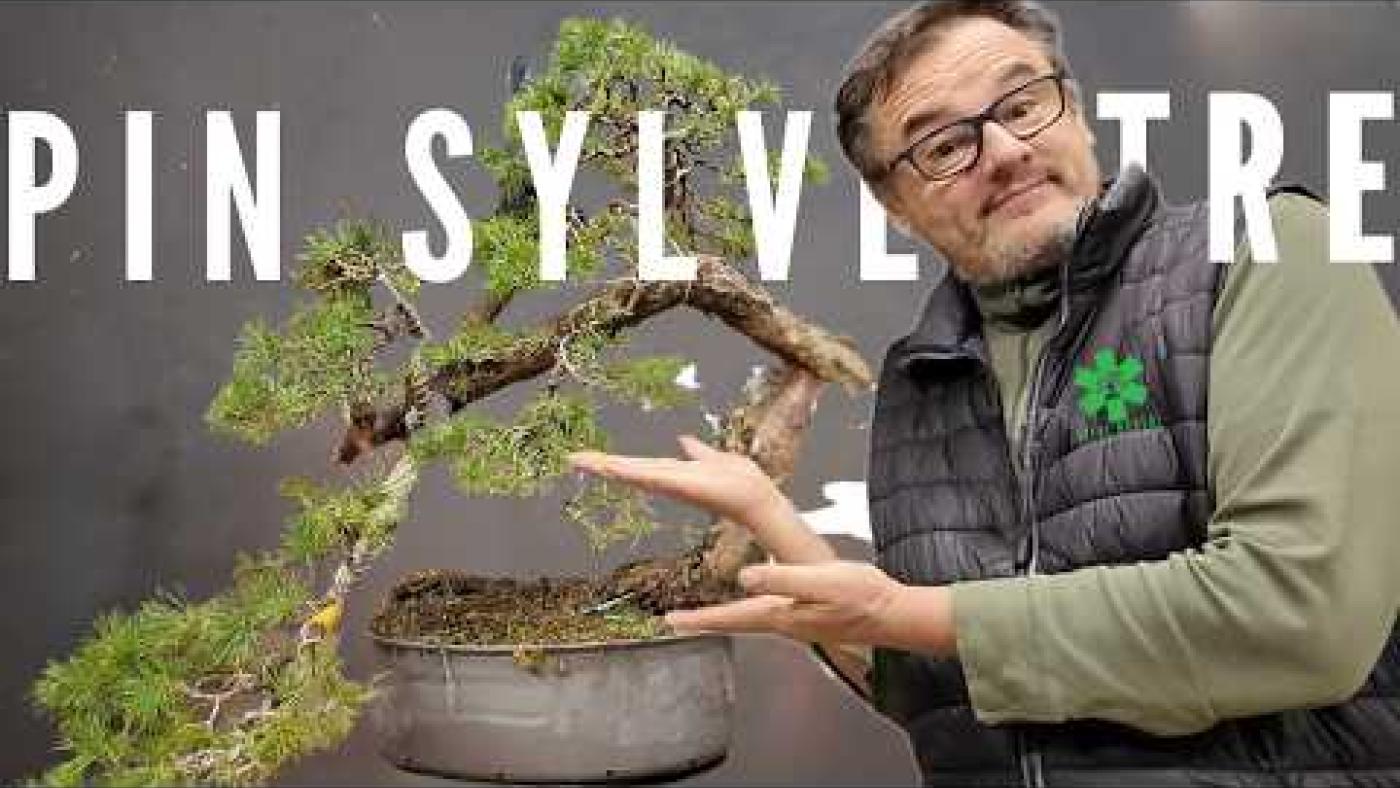 Plier et casser un yamadori de pin sylvestre