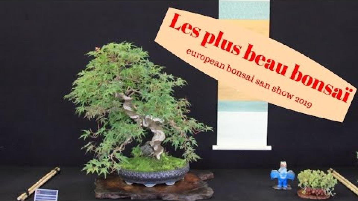 Les plus beaux bonsaïs de l'exposition