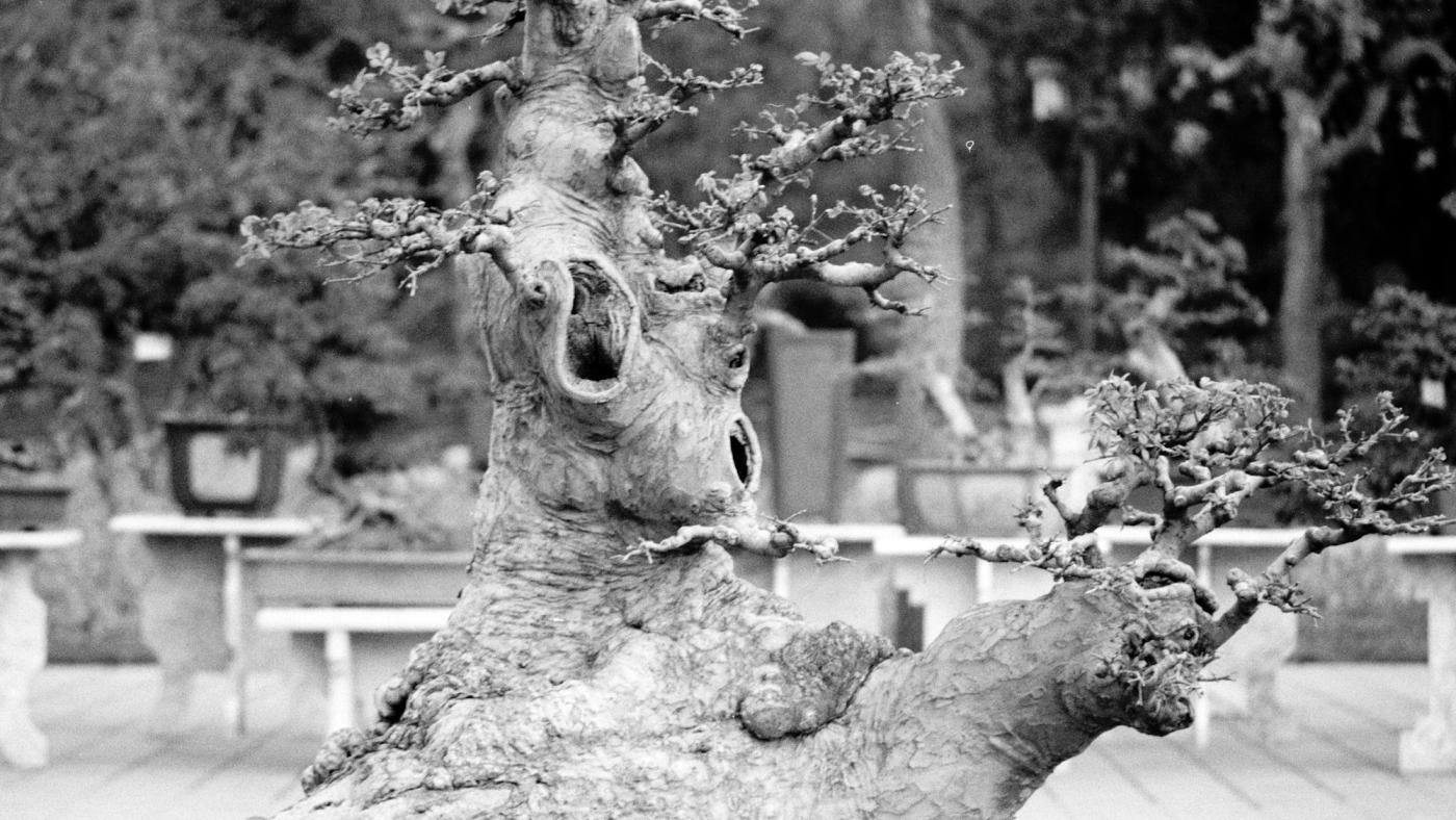 Tronc d'arbre, en noir et blanc