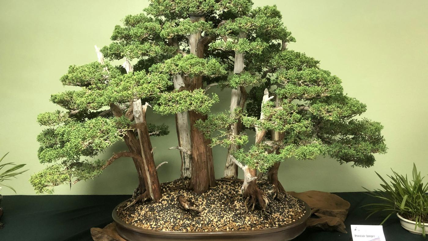 Un arbre en pot