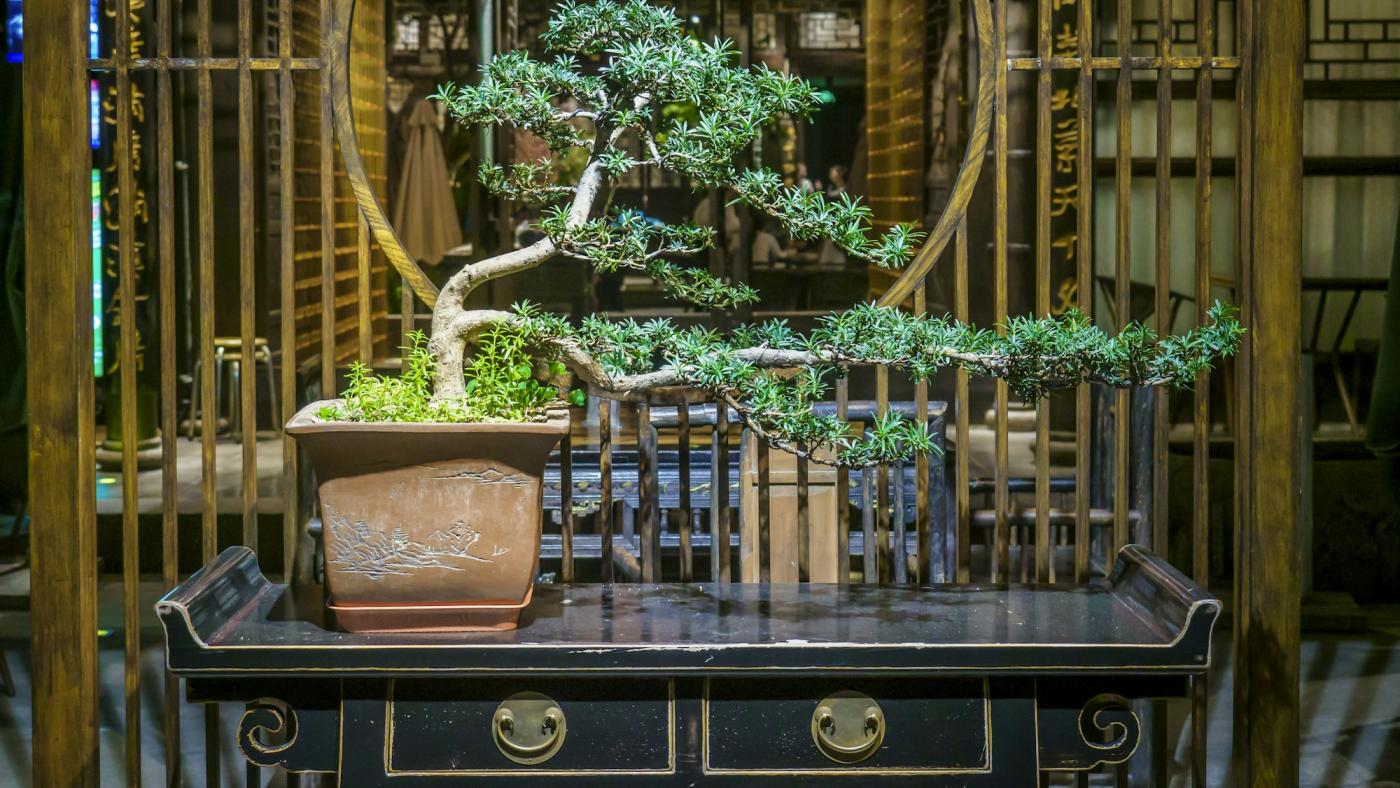 Bonsaï sur une table en bois
