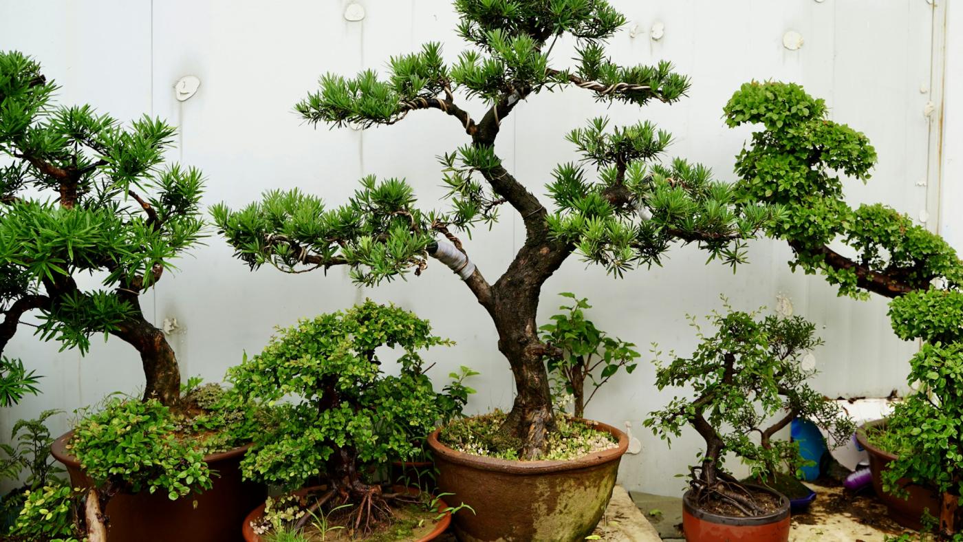 Jeune plant en pot de terre cuite
