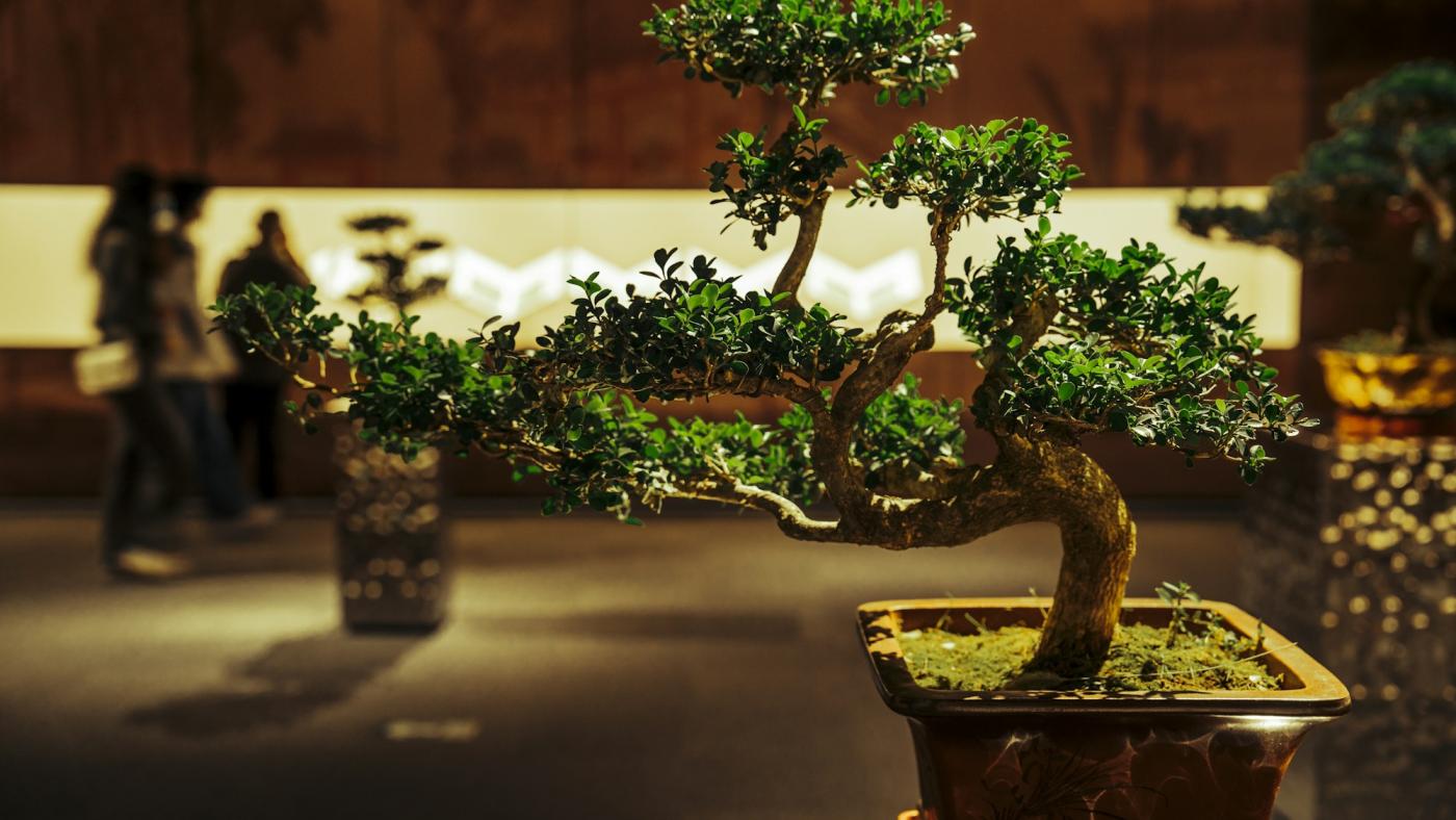 Un petit arbre en pot, lumière douce