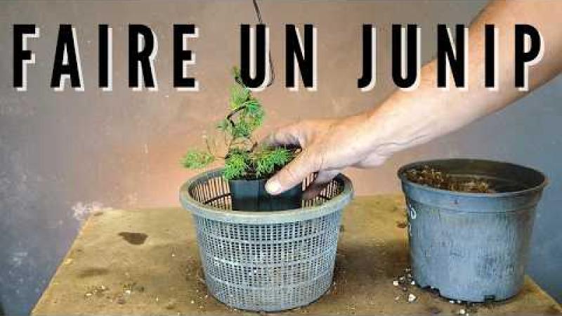 Faire un bonsaï de genévrier