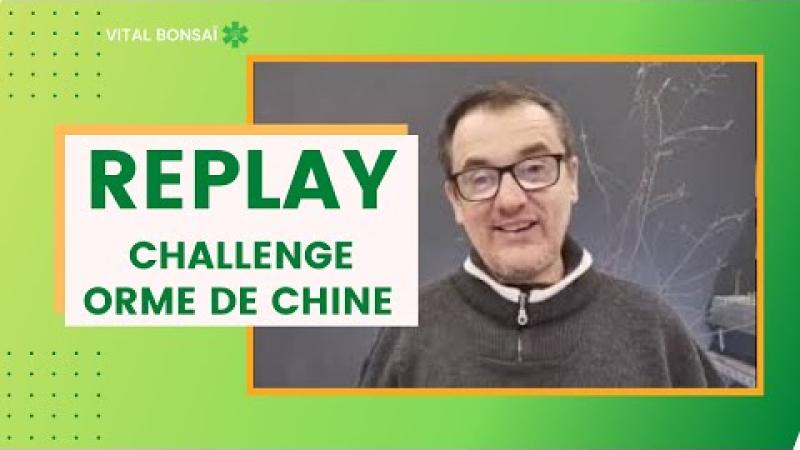 Un orme de Chine, du départ à l'arbre formé