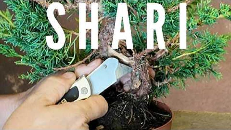 Comment faire un shari sur un genévrier ?