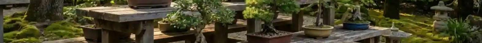 Bonsaïs présentés sur des bancs de bois dans un jardin de mousse