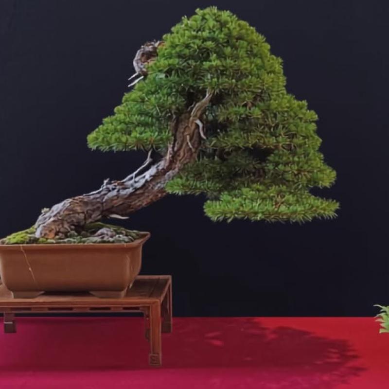 Arbre remarqué 2026 : Olivier Barreau