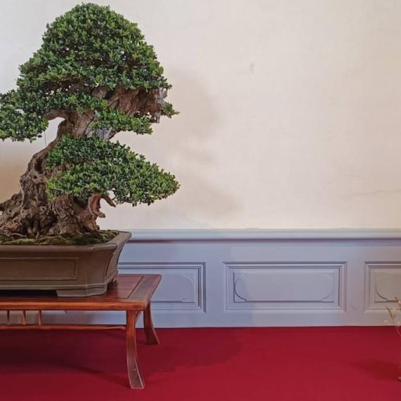 Arbre remarqué 2026 : Olivier Barreau