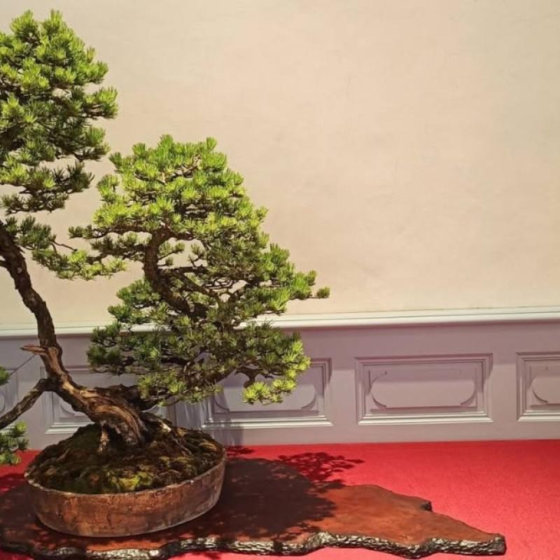 Arbre remarqué 2026 : Serge Beloir