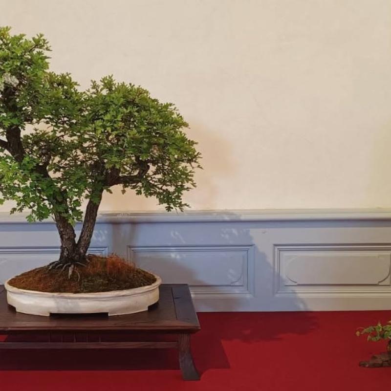 Arbres distingués 2026 : Cantal Bonsaï Club