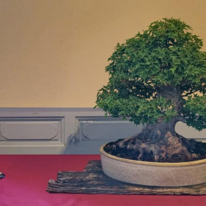Arbres distingués 2026 : Céline et José