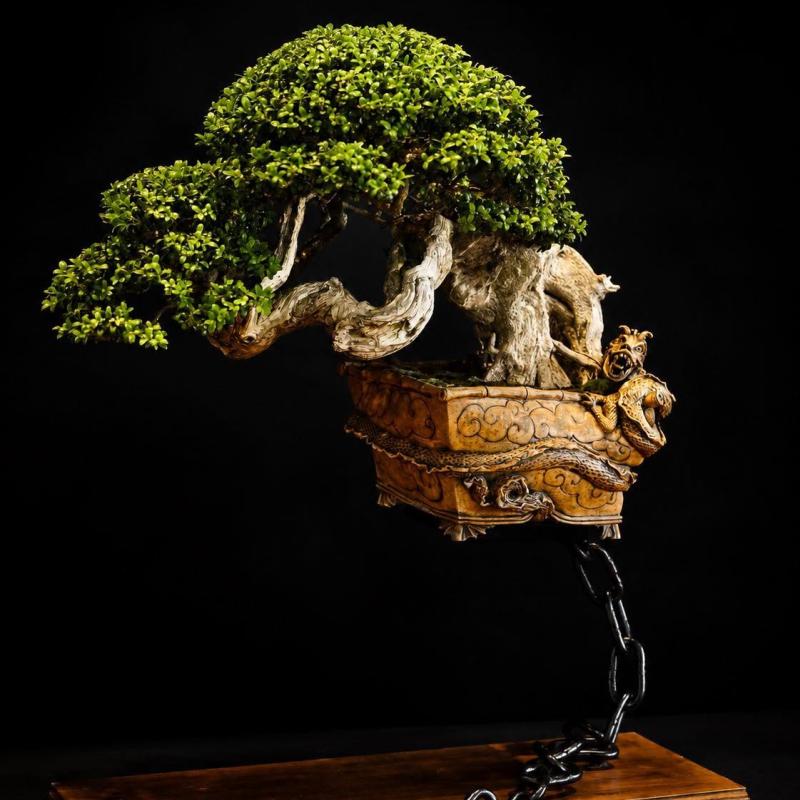 Arbre remarqué 2026 : François Gau