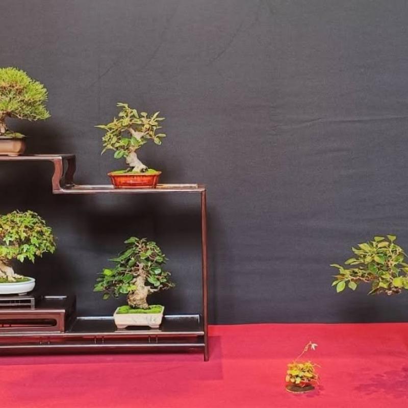 Arbre remarqué 2026 : Jean-Marc Ladagnous