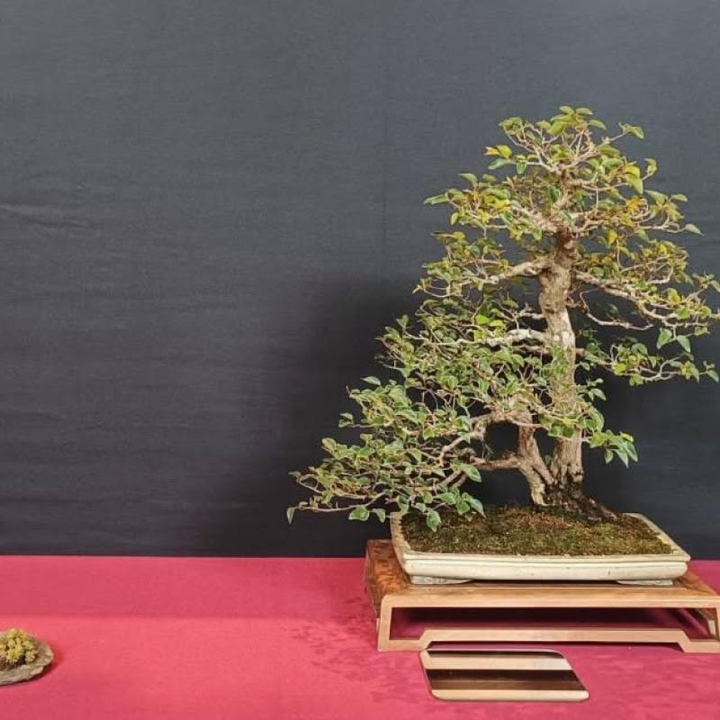 Arbre distingué 2026 : Sébastien Maimaran