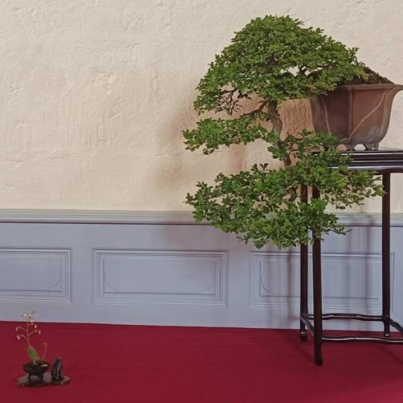 Arbre distingué 2026 : Sébastien Maimaran