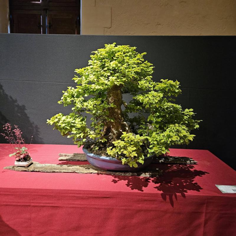 Biron 2026, vu par un exposant