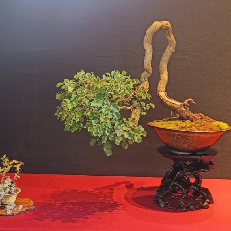 Arbre distingué 2026 : Luc Stabholz