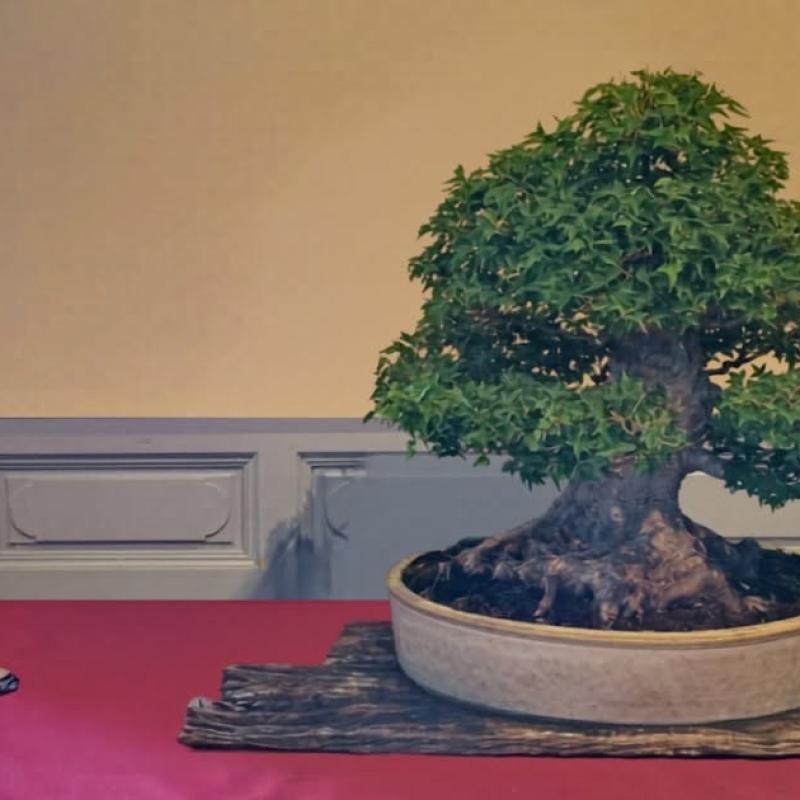 Arbre distingué 2026 : Luc Stabholz