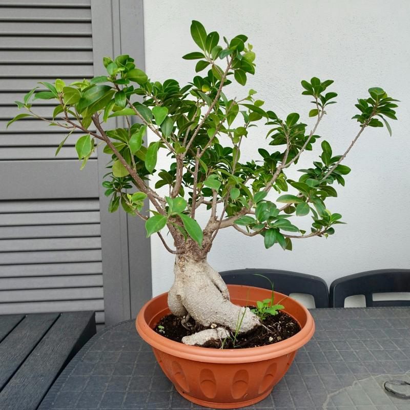 Un ficus benjamina en bonsaï, dans son pot