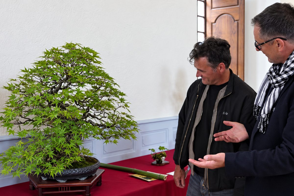 Deux visiteurs devant un érable exposé sur une table, nappe rouge